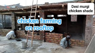 Desi murgi farming on Rooftop #chicken #viral #trending