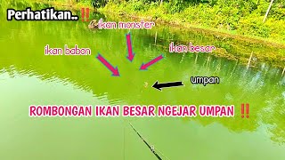 PERHATIKAN ‼️ MANCING TOMAN DI SPOT YANG SELALU BIKIN PENASARAN PEMANCING @suhufishing