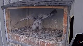 20240726勇猛小拖拖鞋护食，两次创歪隼妈 Yella/Feist：Please give me the food！（U of A Peregrine Falcon）