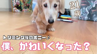 21歳ボニーのトリミング後（仕上げ〜後の様子）【老犬ダックス】ご飯も食べる？！