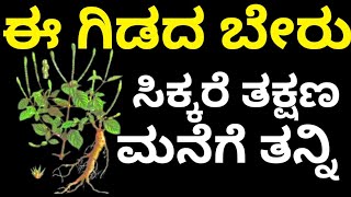 ಈ ಗಿಡದ ಬೇರು ಸಿಕ್ಕರೆ ತಕ್ಷಣ ಮನೆಗೆ ತನ್ನಿ.. /