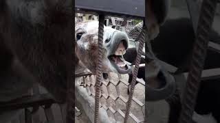 Осел ржет и ест в загоне, donkey neighs. Смешные животные в зоопарке