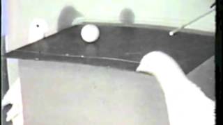 Pigeon Ping Pong