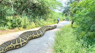 Anaconda Snake Attack In Real Life 4