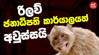 රිලව් ජනාධිපති කාර්යාලයත් අවුස්සයි | Neth News