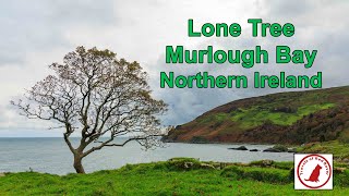 Lone Tree Murlough Bay Northern Ireland #landscapephotography #irelandtourism #irelandadventure