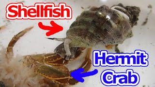 肉食貝に脱皮失敗のヤドカリを与えると   Carnivorous Shellfishes Eating Molting Failure Hermit Crab　コブヨコバサミ