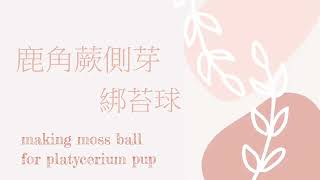 鹿角蕨側芽綁苔球 How to make moss ball for staghorn fern (platycerium) pup