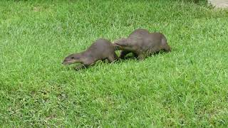 新加坡野生水獭 City In Nature _ Watch The 2A1J6pups Smooth-coated Otters _ 03 Dec 2024 _  Singapore 11.11am