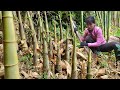 A Day of Digging Bamboo Shoots: Wild Harvest for Market and Rustic Recipes