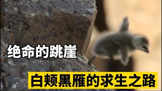 三只小白颊黑雁，跳下120米高的悬崖！动物的野外生存有多艰难？