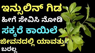 ಇನ್ಸುಲಿನ್ ಗಿಡ ಸಕ್ಕರೆ ಕಾಯಿಲೆಗೆ ಹೀಗೆ ಬಳಸಿನೋಡಿ  | diabetes health tips