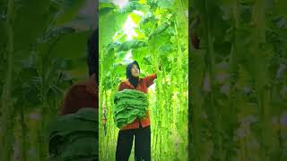 petani panen daun besar di kebun #shorts