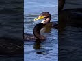 a grey heron scared of a cormorant 鵜にビビるアオサギ shorts