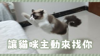 呼喚貓咪大挑戰丨貓咪聽到這段聲音便會來找你!? #cat #pets #貓