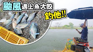 【跟我去釣魚】颱風暴雨池釣實況沒想到魚大咬啦 釣費1000元釣多少全都可以抓回家 Mancing Ikan #池釣 #北部未發布陸上颱風警報 #宜蘭阿安魚池 Tilapia in Taipei