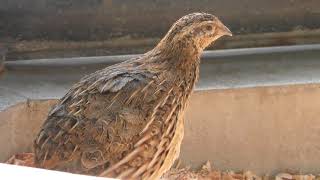 ウズラ (市川市動植物園) 2018年3月4日