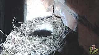 Pied Wagtails Feeding Their 5 Chicks 24/6/2020