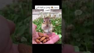 سنجاب يتفاعل مع فتاة التي تطعمه 🐿