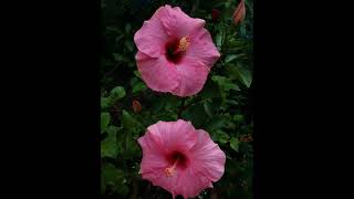 জবা যখন প্রিয় ফুল হয় 😊❤️😘🌺 || #জবা || #Hibiscus ❤️❤️❤️❤️ #shorts #flowers