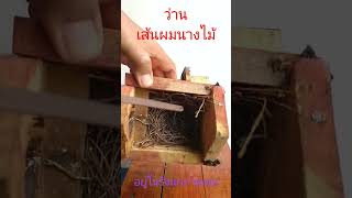 พบว่านในรังนก