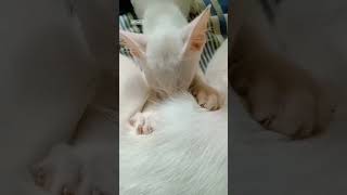 අම්මගේ අඩුව තාත්තා තමයි මේ පුරවන්නෙ😭|Dad's love??😩#shortvideo #cat #cats #cute #love #kitten