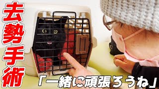 【感動】病院で去勢手術を受ける黒猫の子猫に母がずっと寄り添ってくれました【黒猫のテテ】