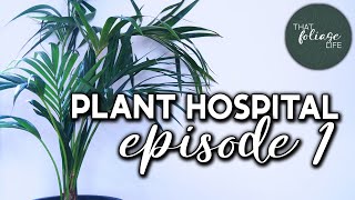 Reviving A Kentia Palm (Houseplant Hospital Episode 1)