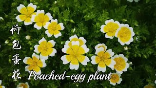 Poached egg flowers bloom in May in the UK |British Plant Journal 5.