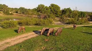 Djuma: Wildebeests grazing - 17:09 - 12/14/19