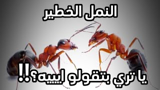 النمل الخطير!! ياتري بتقولو ايه؟ 🤔😄