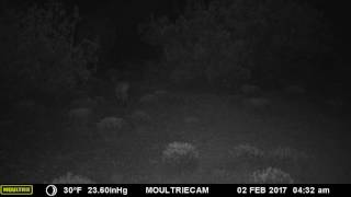 Bobcat Walking at Night