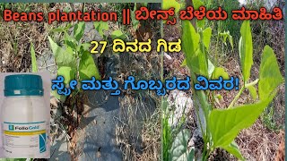 ಬೀನ್ಸ್ ಬೆಳೆ || Beans plantation|| 27 ದಿನದ ಗಿಡ ಹೇಗಿದೆ ನೋಡಿ! ಸ್ಪ್ರೇ ಮತ್ತು ಗೊಬ್ಬರದ ವಿವರ!