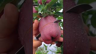 Farm fresh ninja fruit cutting | Oddly satisfying  Ep 15 #shorts #fruitcutting #viralvideo