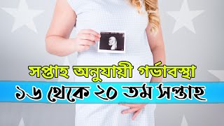 সপ্তাহ অনুযায়ী গর্ভাবস্থা | ১৬ তম থেকে ২০ তম সপ্তাহ | Pregnancy by week