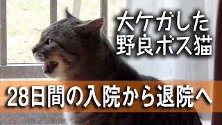 【祝退院】自由だった野良ボス猫は果たして家猫になれるのか...⁈