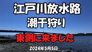 江戸川放水路潮干狩り20240505