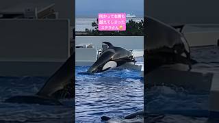 向かって右側を越えたのは初めて😳　2025.2.22 17:27 #神戸須磨シーワールド#オルカ#orca#ステラ#Stella#無断転載禁止