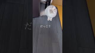 人間に何かを伝えたい猫ちゃん #サイベリアン #ネヴァマスカレード #子猫 #猫 #cat #Shorts