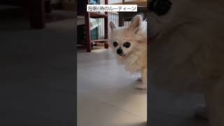 【毎朝6時のルーティーン】声かけるとあくびする16歳。#shorts #dog #チワワ #doglover #犬 #cute