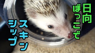 【ハリネズミ飼育初心者】ペットと日向ぼっこして癒される時間が好きです♪