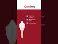 Four Types of Teeth | Best Dental Clinic in Bannerghatta Road | Best Dentist in Bangalore #dentist