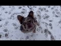 frenchie’s first snow day…