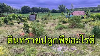 พืชที่เจริญเติบโตได้ดีในดินทราย