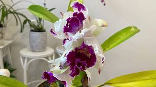 【23081】卡特兰 【兰花词典79】 Laeliocattleya Ida Elizabeth “Enchanting\