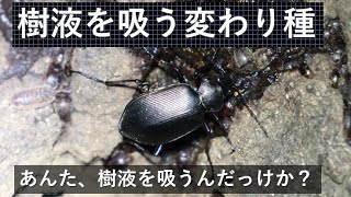 樹液を吸う変わり種