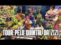 TOUR NO QUINTAL DA ZIZI: Plantas de sol, sombra, folhagem, cacto, suculenta, samabaias, begonia, etc