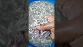 ଝାଇଁ ଝୁରି ..#small fish#shorts#sambalpur #viralvideo #ଓଡ଼ିଶା