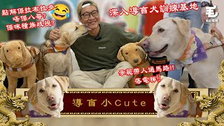 深入導盲犬訓練基地！25/01《國家級任務》第185集 -導盲犬小Cute