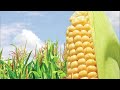 गर्मी में मक्के की खेती i summer maize cultivation